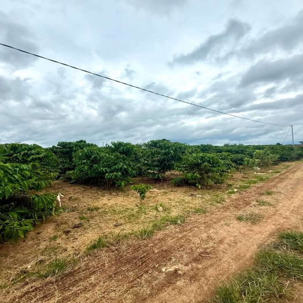 đất cà phê Đinh Văn Lâm Hà
