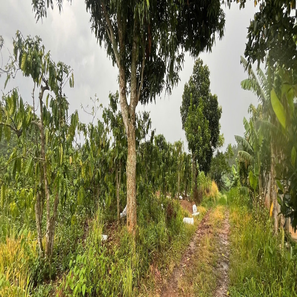 đất vườn view đồi ven Đà Lạt