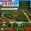 đất cà phê Đinh Văn Lâm Hà